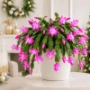 Pink Christmas Cactus Live Plant – Set of 2 Tropical Thanksgiving Cactus, 4-8 Inch Tall - Image 1