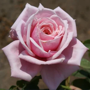 Pink Climbing Rose Bush Live Plant – Fragrant Flower for Garden, 4-6 Inc Tall - Image 4