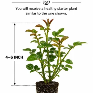 Pink Climbing Rose Plant Live, Fragrant Bush for Garden, 4-6 Inch Tall - Image 2