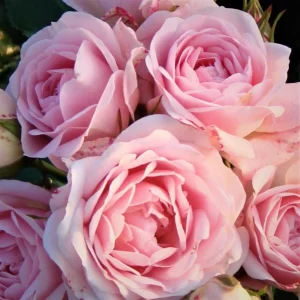 Pink Climbing Rose Plant Live, Fragrant Bush for Garden, 4-6 Inch Tall - Image 3