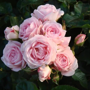 Pink Climbing Rose Plant Live, Fragrant Bush for Garden, 4-6 Inch Tall - Image 4