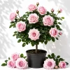 Pink Climbing Rose Plant Live, Fragrant Bush for Garden, 4-6 Inch Tall - Image 1