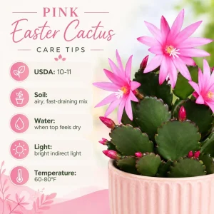 Pink Easter Cactus Live Plant – 4-8 Inch Tall Spring Cactus Houseplant, No Pot - Image 4