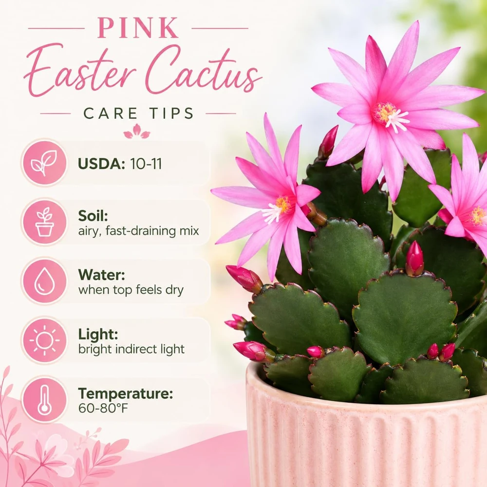 Pink Easter Cactus Live Plant – 4-8 Inch Tall Spring Cactus Houseplant, No Pot - Image 4