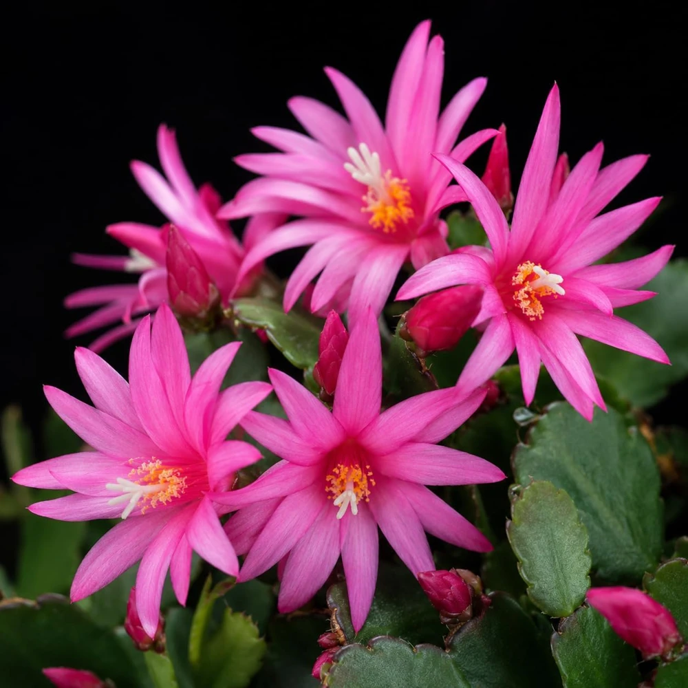 Pink Easter Cactus Live Plant – 4-8 Inch Tall Spring Cactus Houseplant, No Pot - Image 5