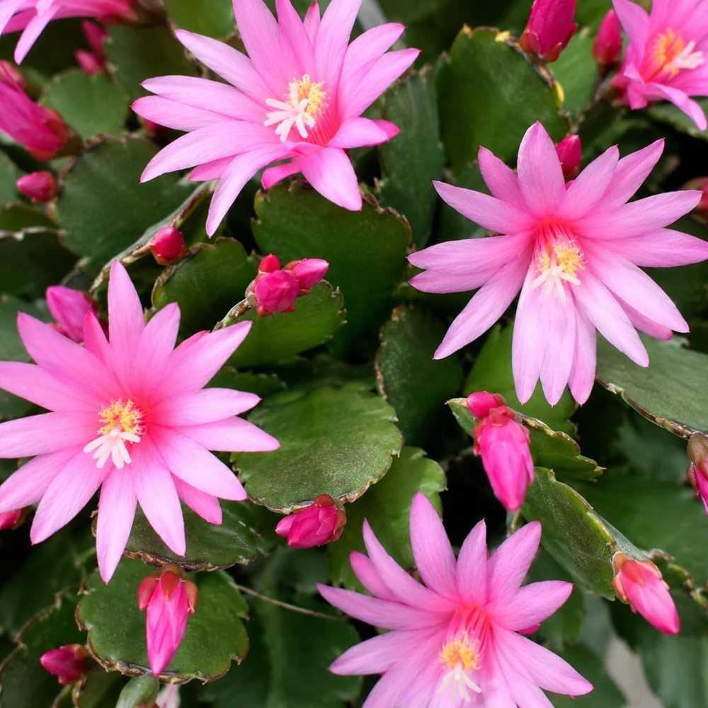 Pink Easter Cactus Live Plant – 4-8 Inch Tall Spring Cactus Houseplant, No Pot - Image 7