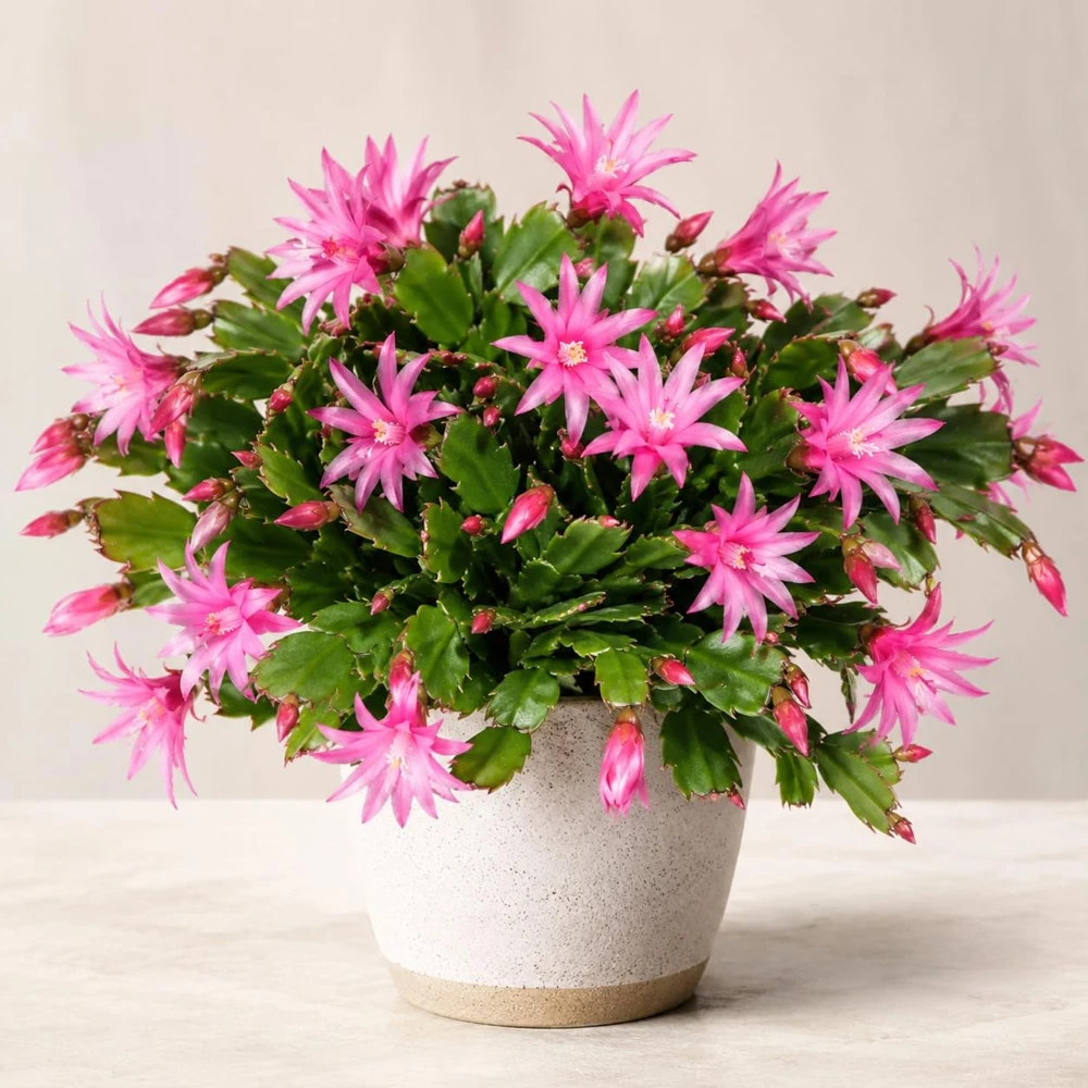 Pink Easter Cactus Live Plant – 4-8 Inch Tall Spring Cactus Houseplant, No Pot - Image 1