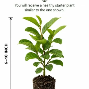 Pink Guava Plant Live for Planting, Sweet Tropical Guava Fruit Tree Seedling, Garden and Container Growing, 6-10 Inch Tall, No Pot - Image 2