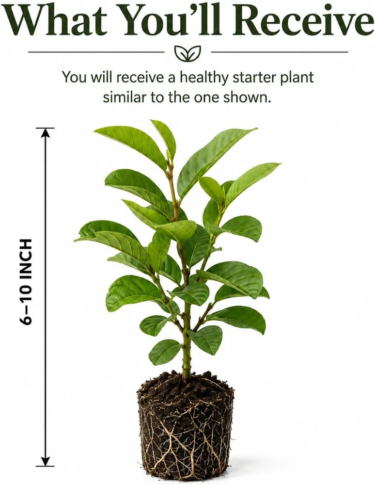 Pink Guava Plant Live for Planting, Sweet Tropical Guava Fruit Tree Seedling, Garden and Container Growing, 6-10 Inch Tall, No Pot - Image 2