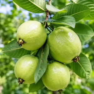 Pink Guava Plant Live for Planting, Sweet Tropical Guava Fruit Tree Seedling, Garden and Container Growing, 6-10 Inch Tall, No Pot - Image 3