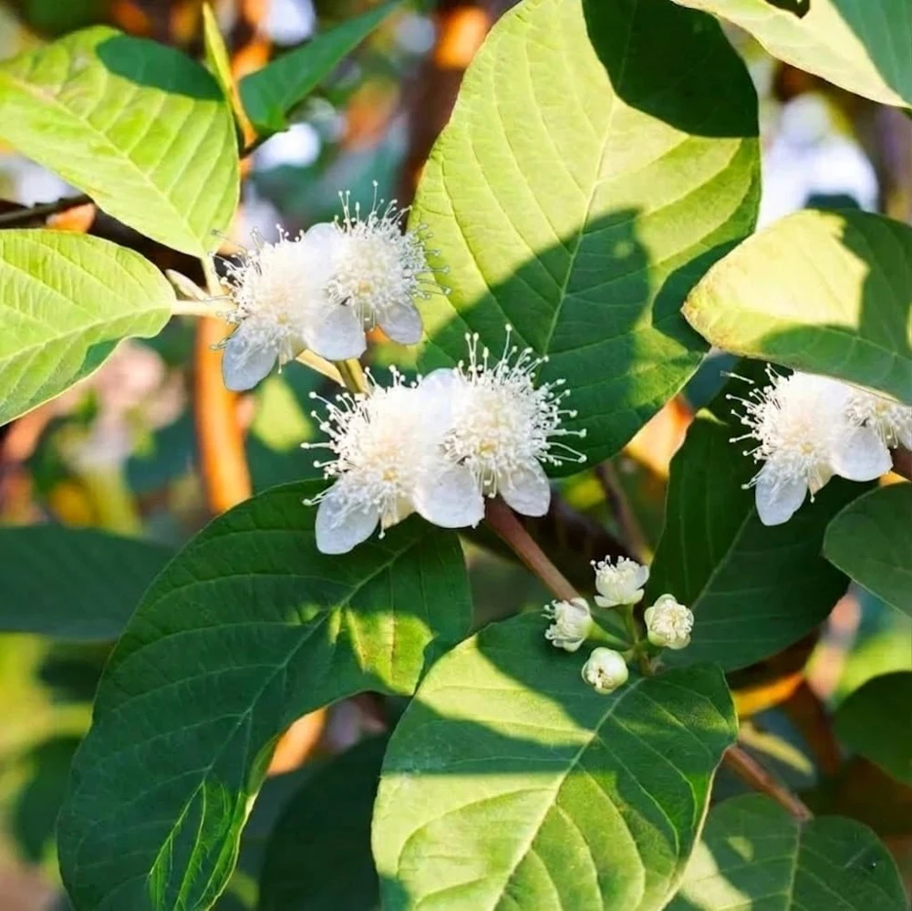 Pink Guava Plant Live for Planting, Sweet Tropical Guava Fruit Tree Seedling, Garden and Container Growing, 6-10 Inch Tall, No Pot - Image 5