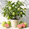 Pink Guava Plant Live for Planting, Sweet Tropical Guava Fruit Tree Seedling, Garden and Container Growing, 6-10 Inch Tall, No Pot - Image 1