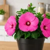 Pink Hibiscus Live Plant – Rose Flowering Tropical Shrub – 4-8 Inch Tall - Image 1
