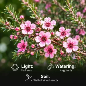 Pink Manuka Tea Live Plant – Leptospermum scoparium – Pink Flowers – 4-6 Inches Tall - Image 4