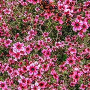 Pink Manuka Tea Live Plant – Leptospermum scoparium – Pink Flowers – 4-6 Inches Tall - Image 5