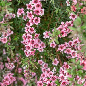 Pink Manuka Tea Live Plant – Leptospermum scoparium – Pink Flowers – 4-6 Inches Tall - Image 6