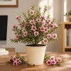 Pink Manuka Tea Live Plant – Leptospermum scoparium – Pink Flowers – 4-6 Inches Tall - Image 1