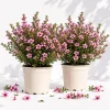 Pink Manuka Tea Live Plants, Leptospermum scoparium, 4-6 Inch Tall, Set of 2 - Image 1
