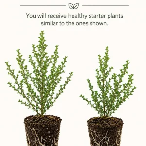 Pink Manuka Tea Live Plants, Leptospermum scoparium, 4-6 Inch Tall, Set of 2 - Image 2