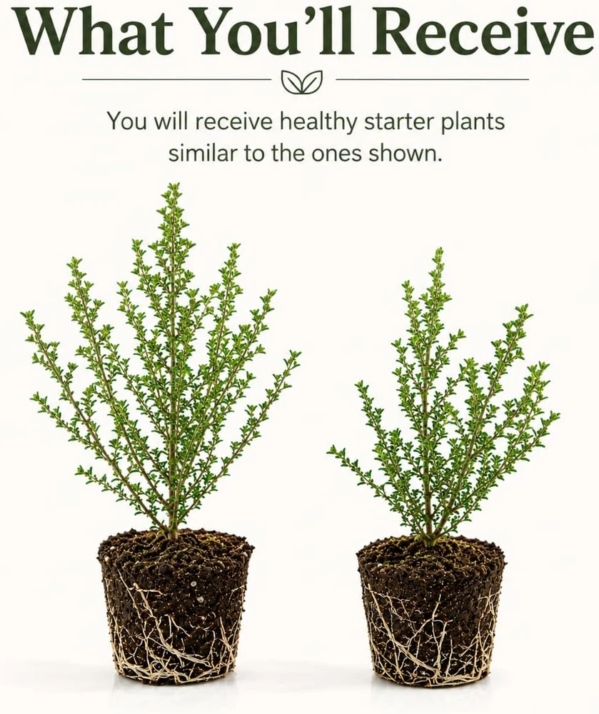 Pink Manuka Tea Live Plants, Leptospermum scoparium, 4-6 Inch Tall, Set of 2 - Image 2