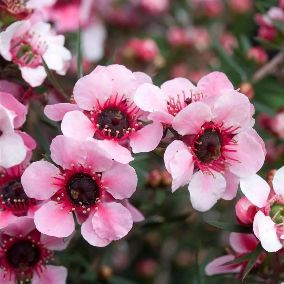 Pink Manuka Tea Live Plants, Leptospermum scoparium, 4-6 Inch Tall, Set of 2 - Image 3
