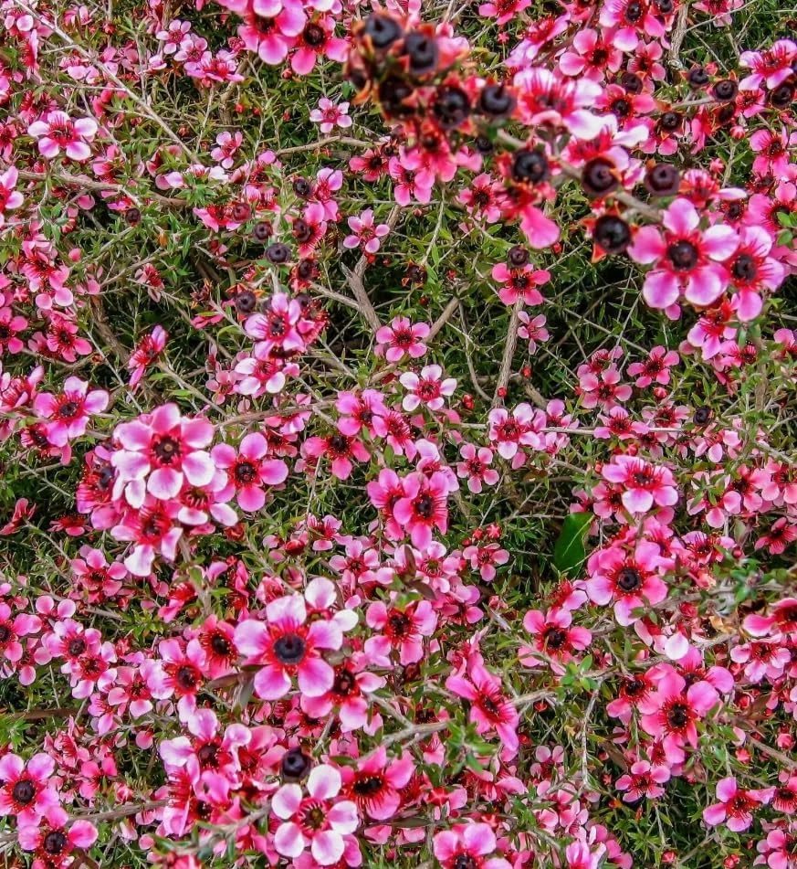 Pink Manuka Tea Live Plants, Leptospermum scoparium, 4-6 Inch Tall, Set of 2 - Image 4
