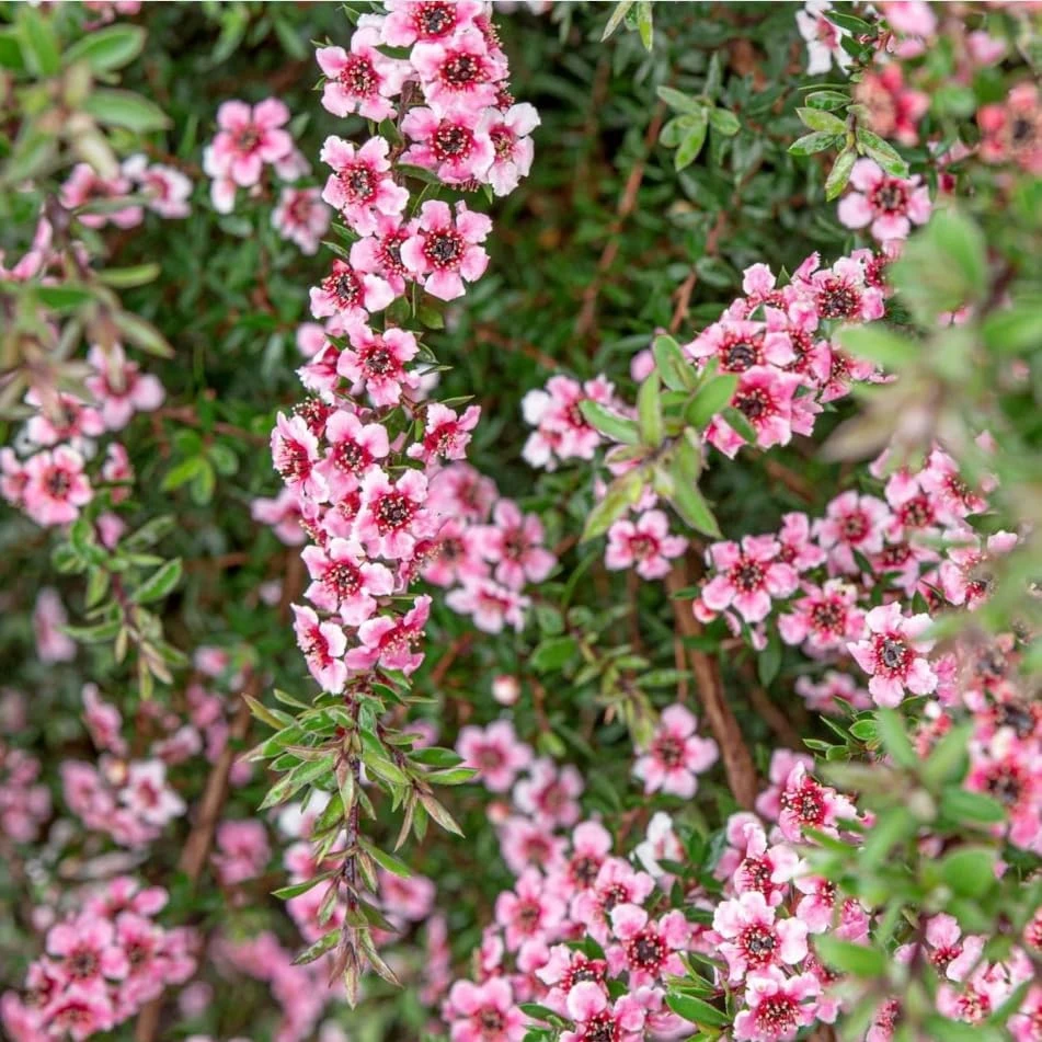 Pink Manuka Tea Live Plants, Leptospermum scoparium, 4-6 Inch Tall, Set of 2 - Image 6