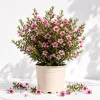 Pink Manuka Tea Plant Live, Leptospermum scoparium, 4-6 Inch Tall, Outdoor Shrub - Image 1