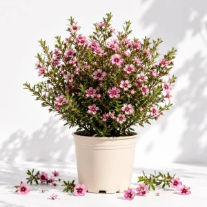 Pink Manuka Tea Plant Live, Leptospermum scoparium, 4-6 Inch Tall, Outdoor Shrub - Image 1