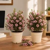 Pink Manuka Tea Plants 2-Pack, Leptospermum scoparium, 4-6 Inch Tall Live Starter Plants - Image 1
