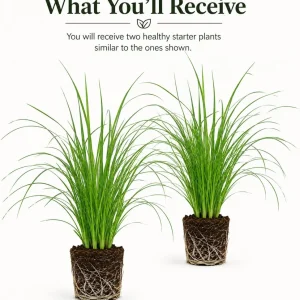 Pink Muhly Grass Live Plants, Set of 2, 4-8 Inch Tall, Perennial Ornamental Grass - Image 2