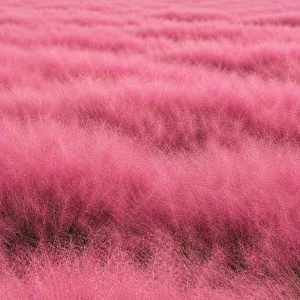 Pink Muhly Grass Live Plants, Set of 2, 4-8 Inch Tall, Perennial Ornamental Grass - Image 4