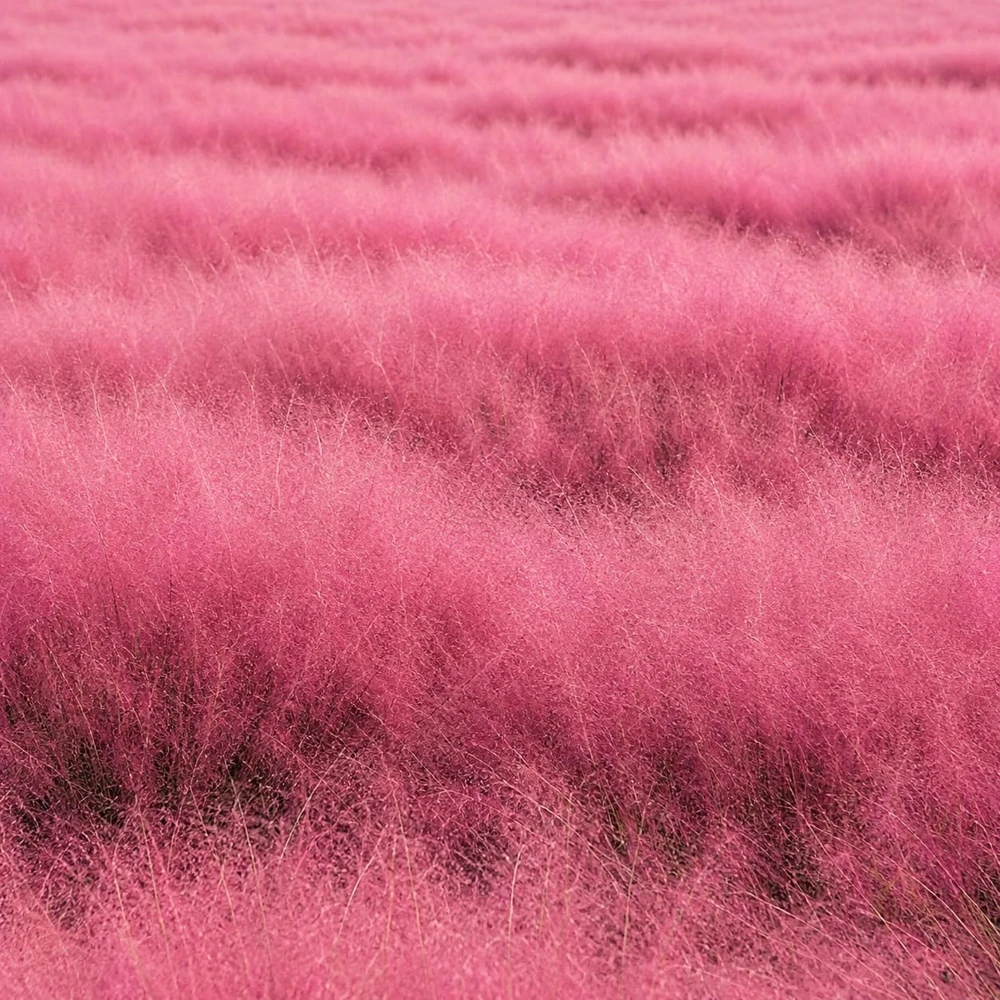 Pink Muhly Grass Live Plants, Set of 2, 4-8 Inch Tall, Perennial Ornamental Grass - Image 4