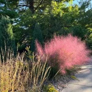 Pink Muhly Grass Live Plants, Set of 2, 4-8 Inch Tall, Perennial Ornamental Grass - Image 5