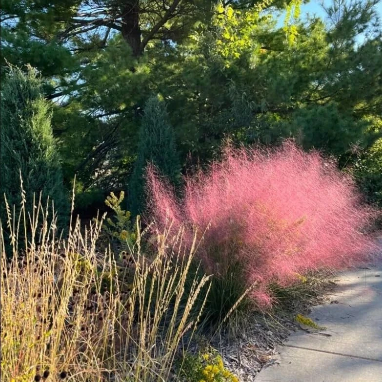 Pink Muhly Grass Live Plants, Set of 2, 4-8 Inch Tall, Perennial Ornamental Grass - Image 5