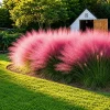 Pink Muhly Grass Live Plants, Set of 2, 4-8 Inch Tall, Perennial Ornamental Grass - Image 1
