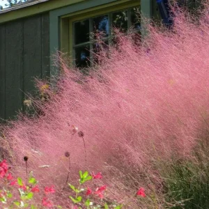 Pink Muhly Grass Live Plants, Set of 2, 4-8 Inch Tall, Perennial Ornamental Grass - Image 7