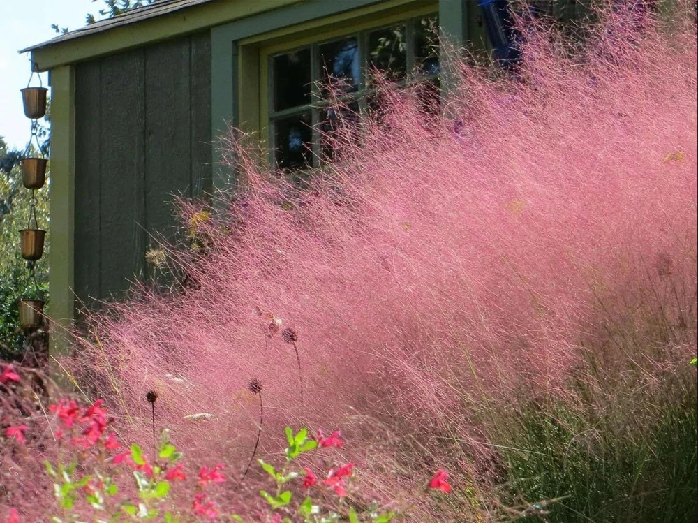 Pink Muhly Grass Live Plants, Set of 2, 4-8 Inch Tall, Perennial Ornamental Grass - Image 7