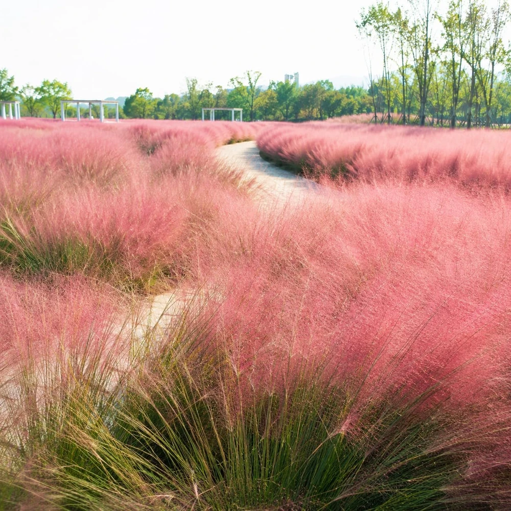 Pink Muhly Grass Plants 2-Pack, Ornamental Perennial Grass, 4-8 Inch Tall, Outdoor - Image 5