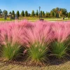Pink Muhly Grass Plants 2-Pack, Ornamental Perennial Grass, 4-8 Inch Tall, Outdoor - Image 1