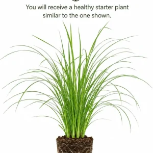 Pink Pampas Grass Live Plant - Cortaderia, Perennial, 4-8 Inch Tall - Image 2