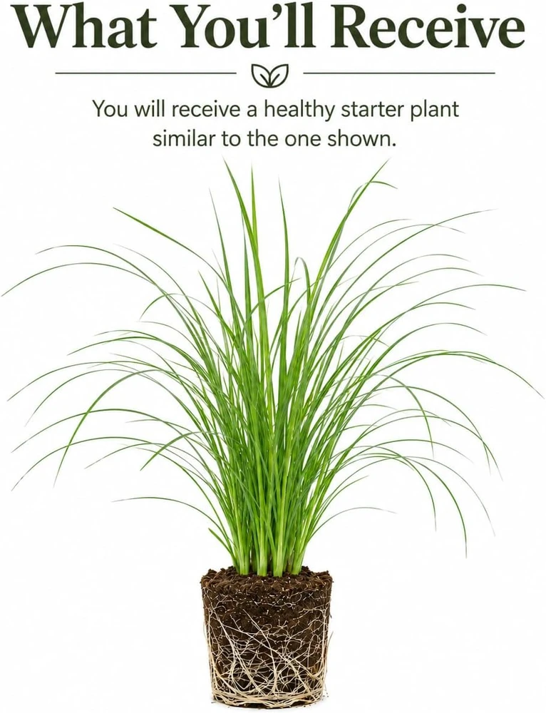 Pink Pampas Grass Live Plant - Cortaderia, Perennial, 4-8 Inch Tall - Image 2