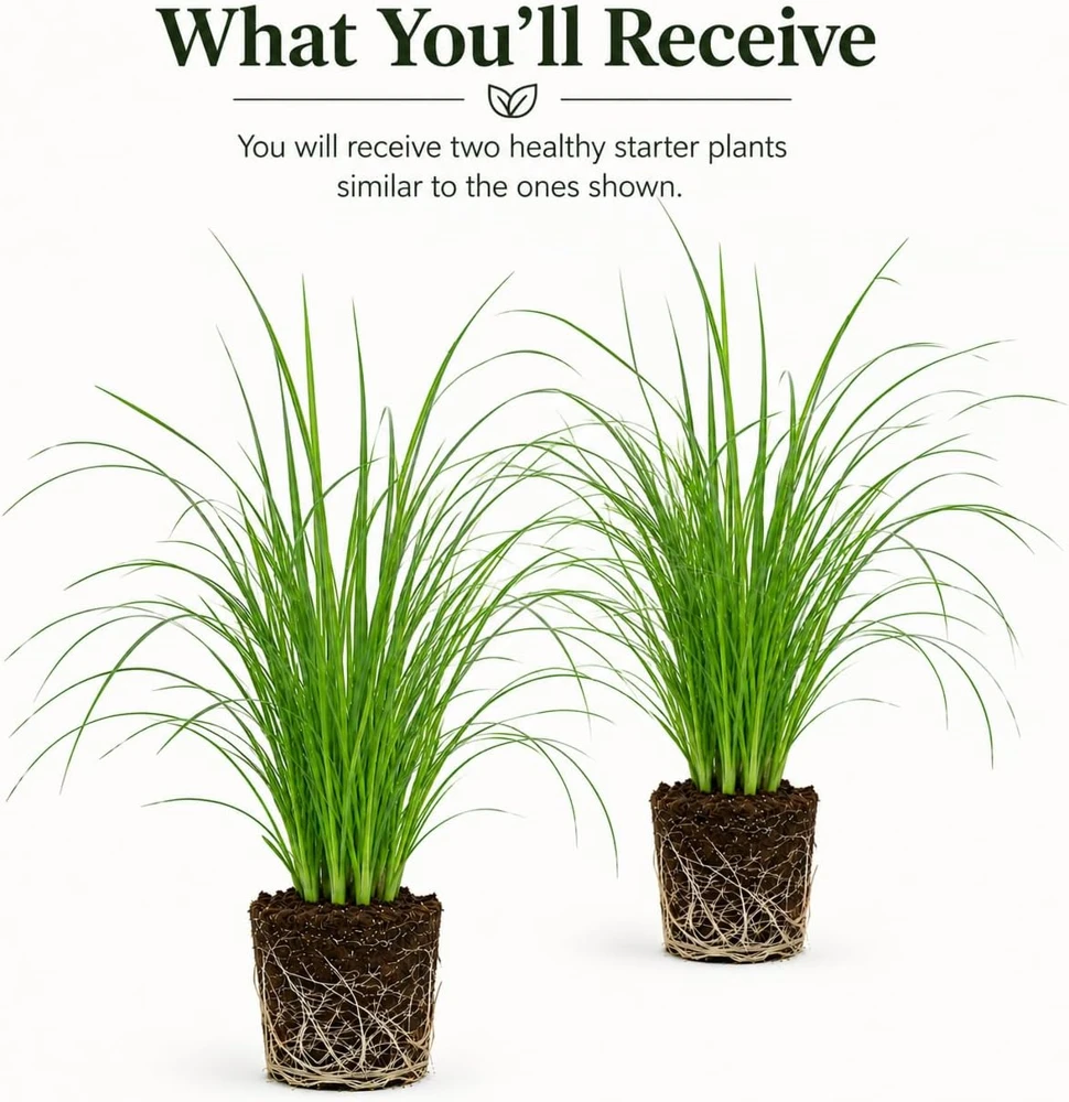 Pink Pampas Grass Live Plant - Set of 2, 4-8 Inch Tall, Perennial Outdoor Grasses - Image 2
