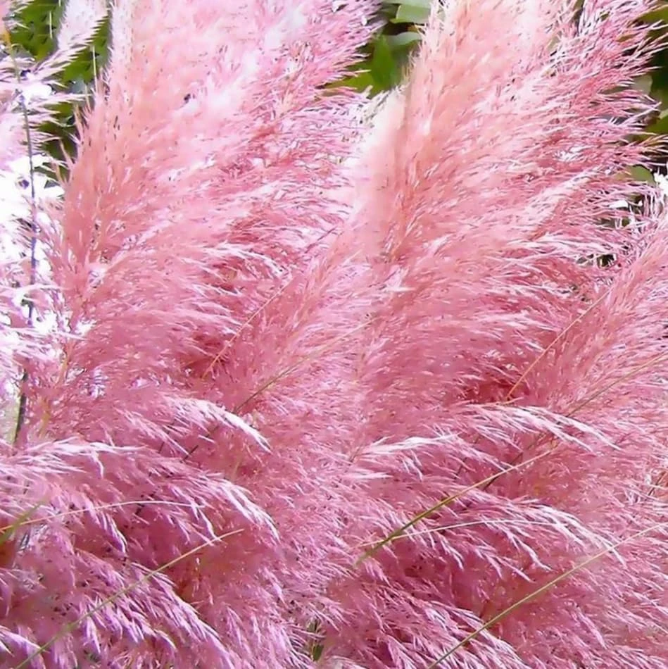 Pink Pampas Grass Live Plant - Set of 2, 4-8 Inch Tall, Perennial Outdoor Grasses - Image 4