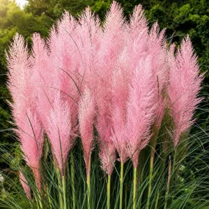 Pink Pampas Grass Live Plant - Set of 2, 4-8 Inch Tall, Perennial Outdoor Grasses - Image 1