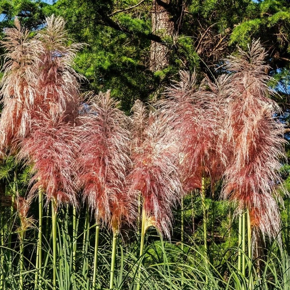 Pink Pampas Grass Live Plant - Set of 2, 4-8 Inch Tall, Perennial Outdoor Grasses - Image 6