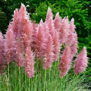 Pink Pampas Grass Live Plant - Set of 2, 4-8 Inch Tall, Perennial Outdoor Grasses - Image 7