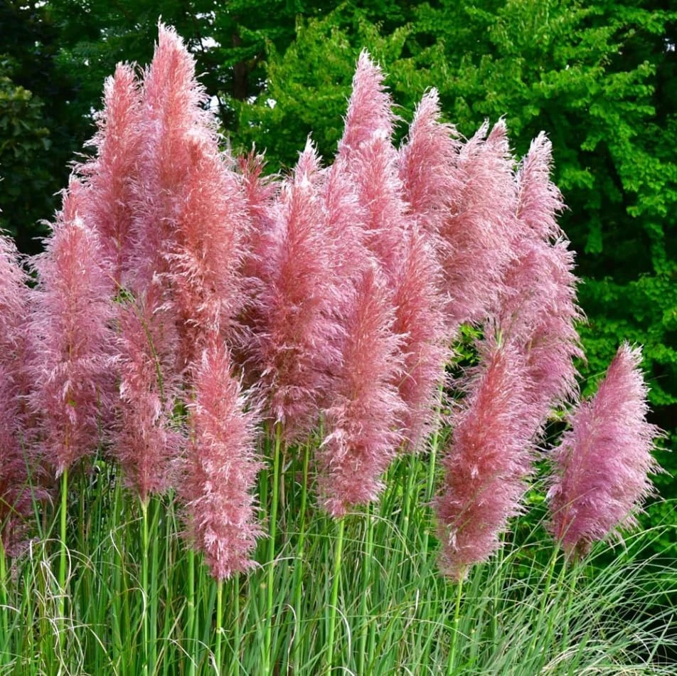 Pink Pampas Grass Live Plant - Set of 2, 4-8 Inch Tall, Perennial Outdoor Grasses - Image 7