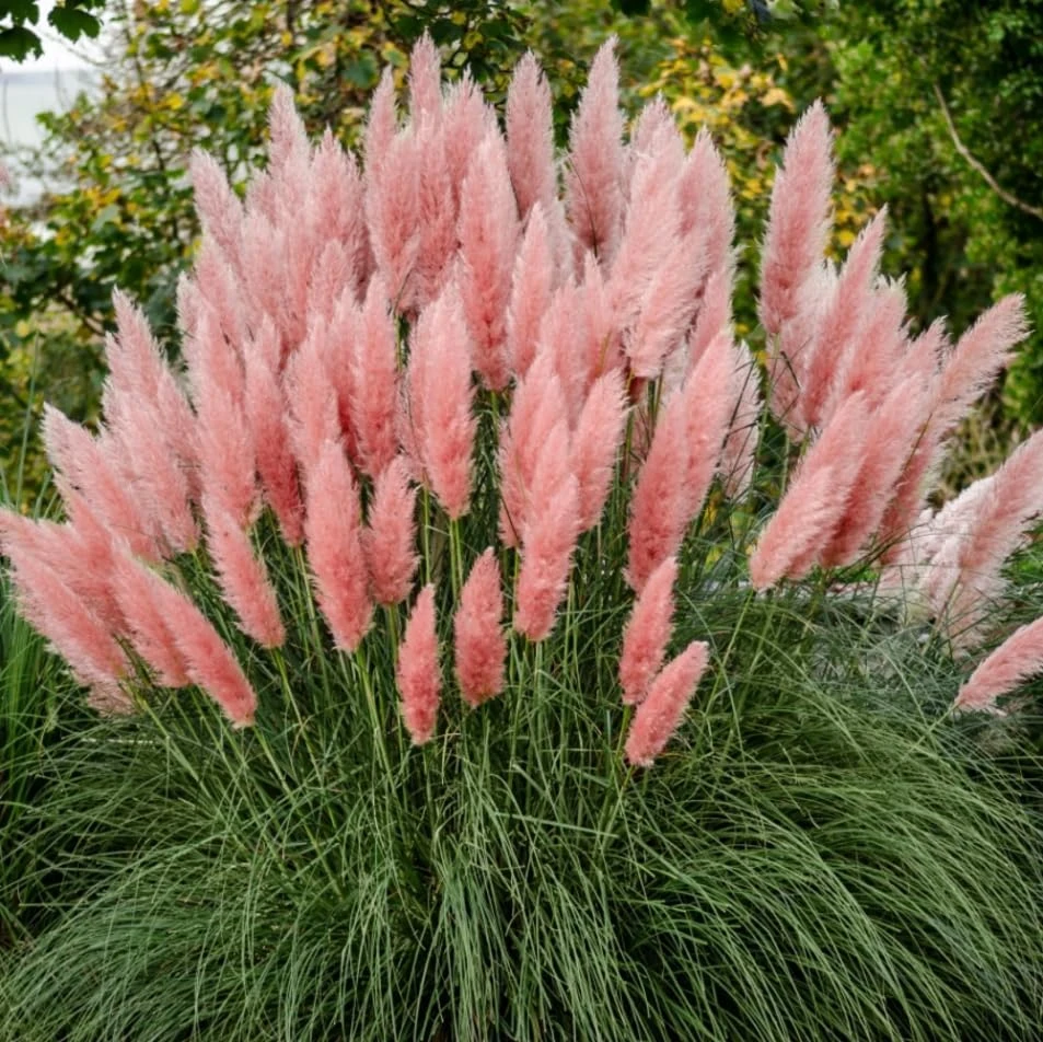 Pink Pampas Grass Live Plant - Set of 2, 4-8 Inch Tall, Perennial Outdoor Grasses - Image 8
