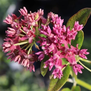 Pink Swamp Milkweed Live Plant, Asclepias Incarnata, Perennial Flower, Set of 2, 4-8 Inch Tall - Image 4